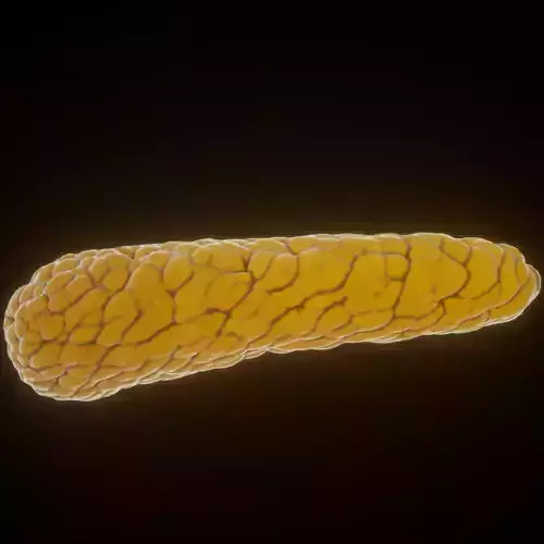 Pancreas parasite