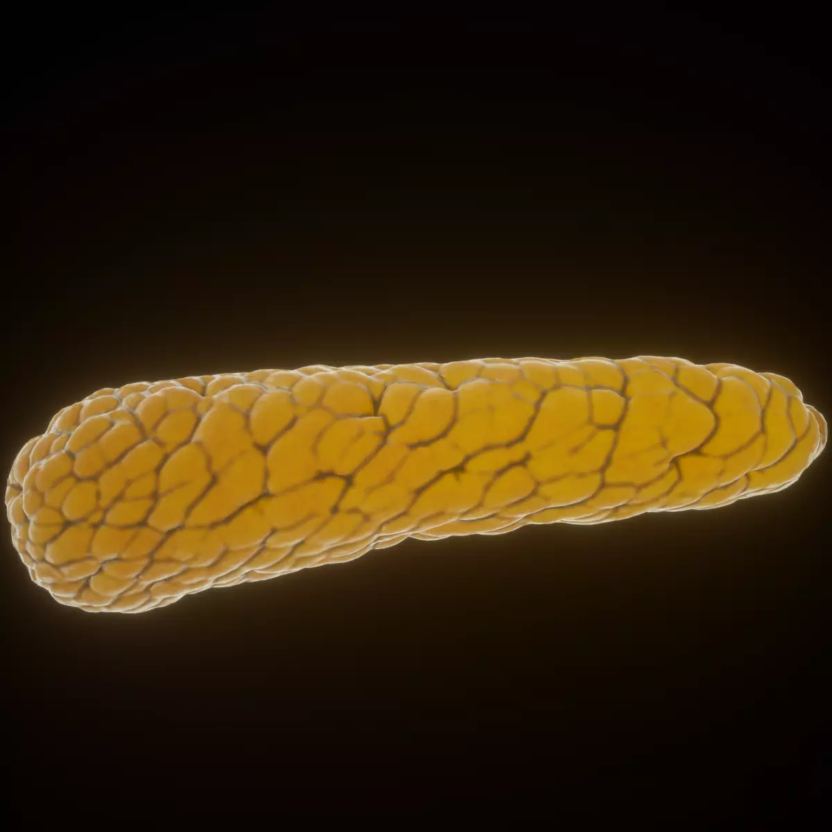 Pancreas parasite 3D model