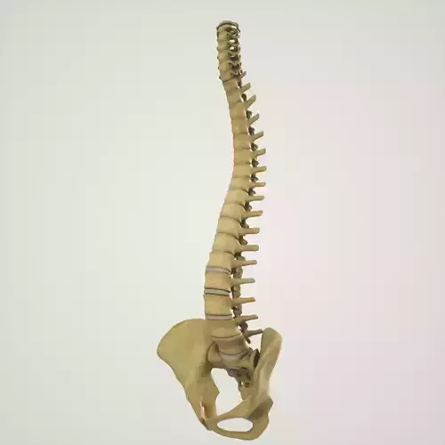Human Spine With Pelvis and Sacrum Structure model