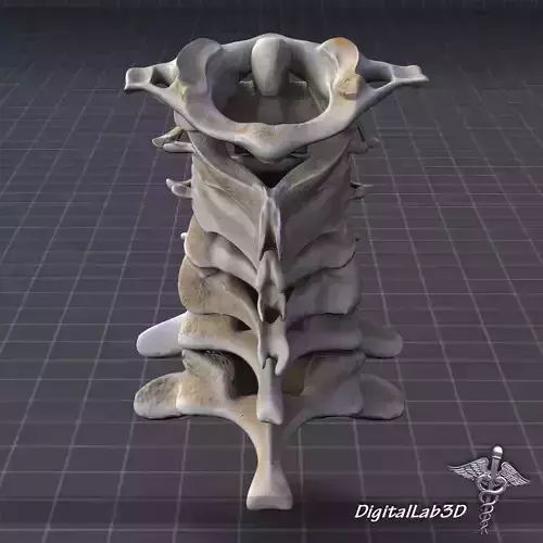 Human Cervical Vertebrae 3D model