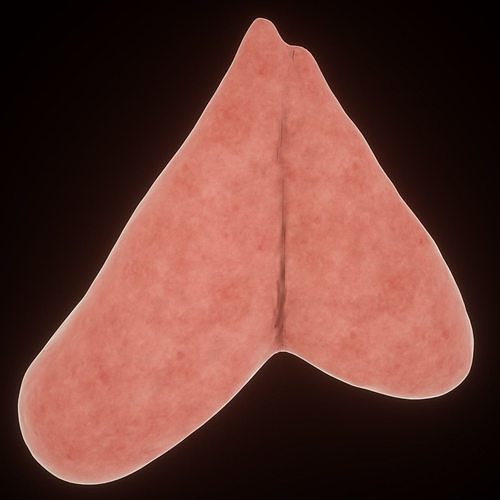 thymus heart 3D model