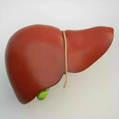 Liver Human Anatomy 3D model