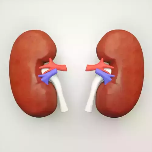 Kidney human anatomy 3D model