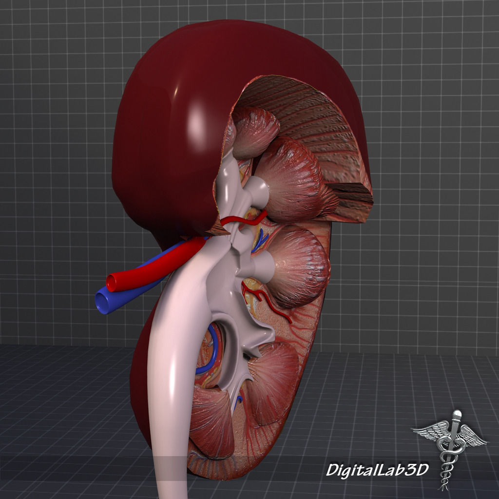 Human Kidney Anatomy HQ 3D model_1