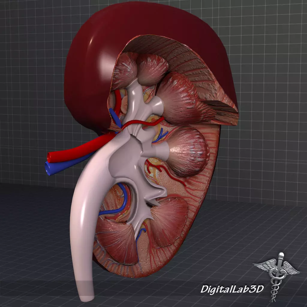 Human Kidney Anatomy HQ 3D model_0