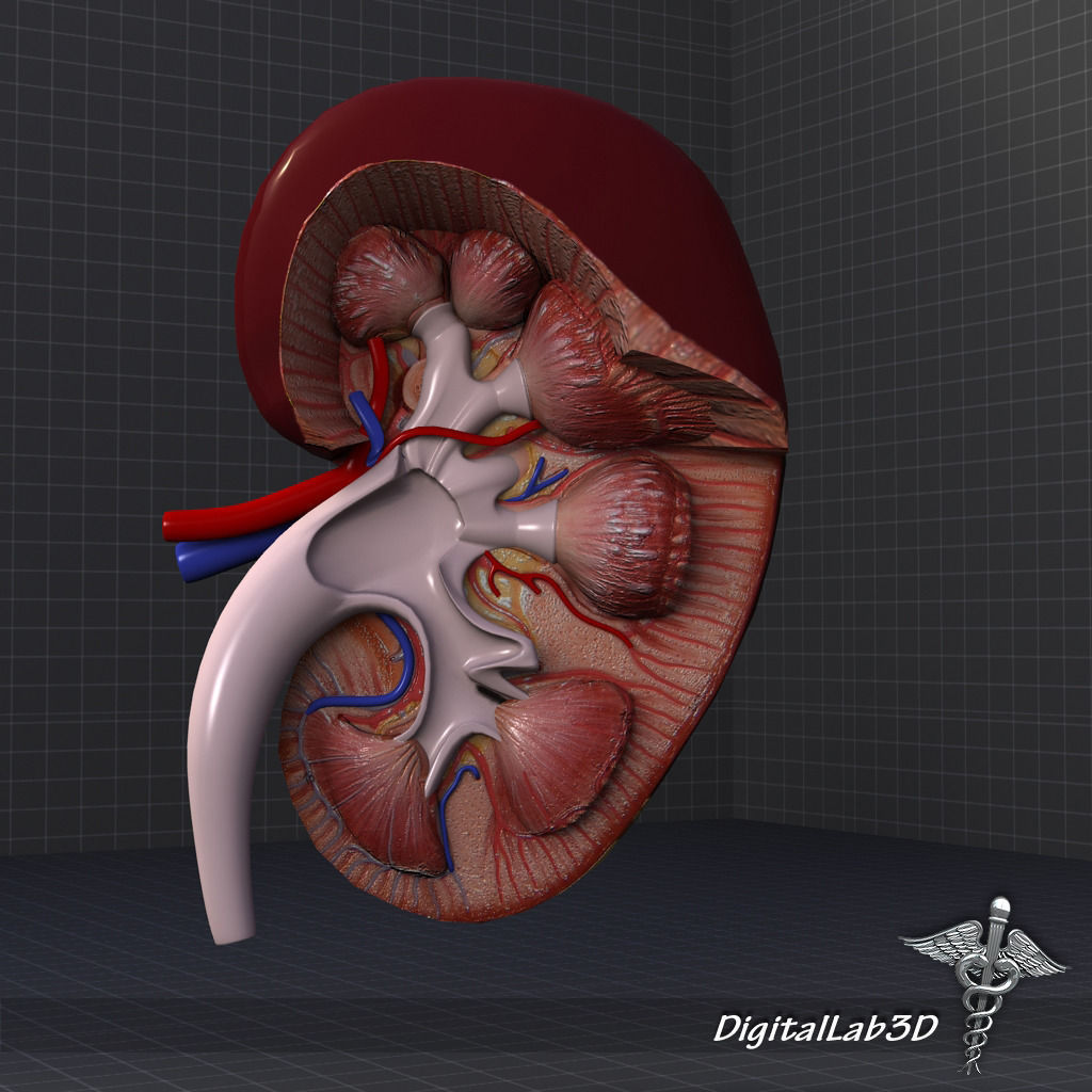 Human Kidney Anatomy HQ 3D model_2