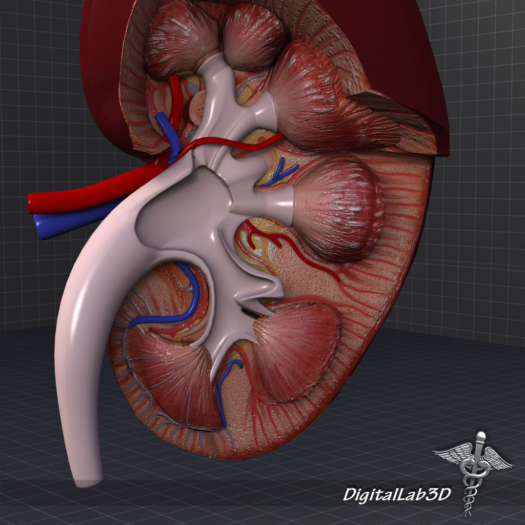 Human Kidney Anatomy HQ 3D model_5