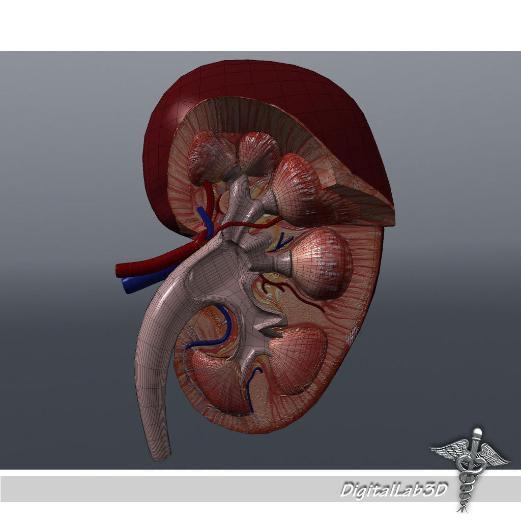 Human Kidney Anatomy HQ 3D model_6