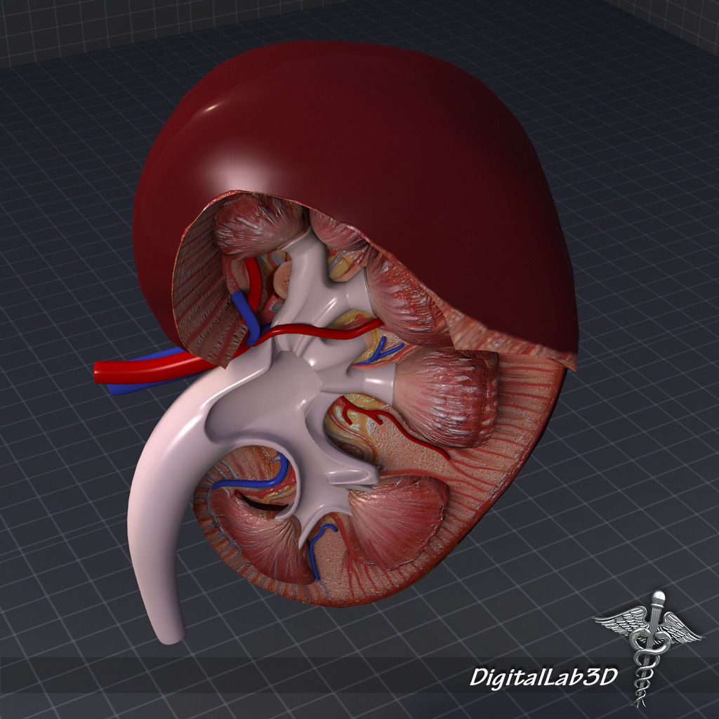 Human Kidney Anatomy HQ 3D model_4