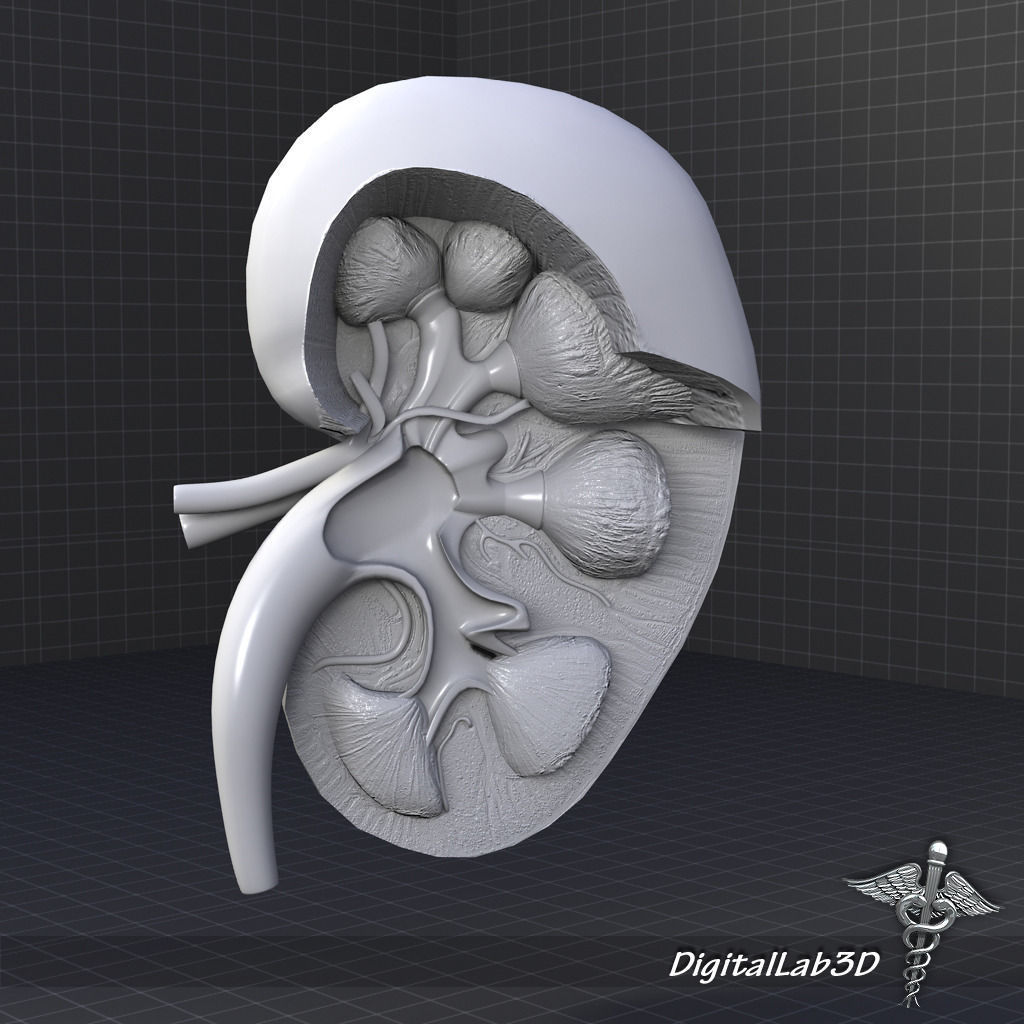 Human Kidney Anatomy HQ 3D model_3