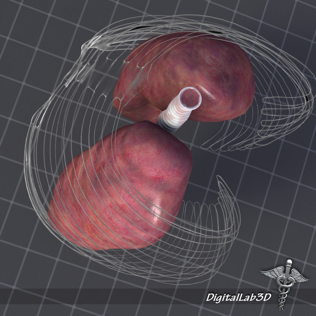 Lungs External 3D model_2