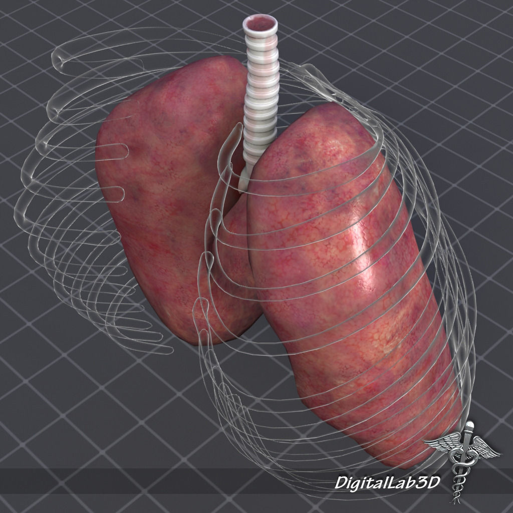 Lungs External 3D model_4