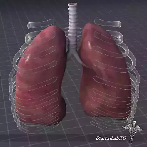 Lungs External 3D model