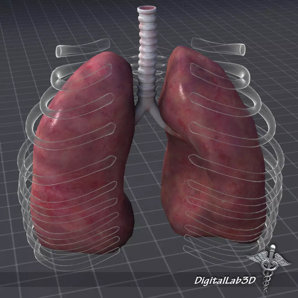 Lungs External 3D model_0
