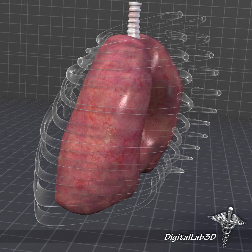 Lungs External 3D model_5