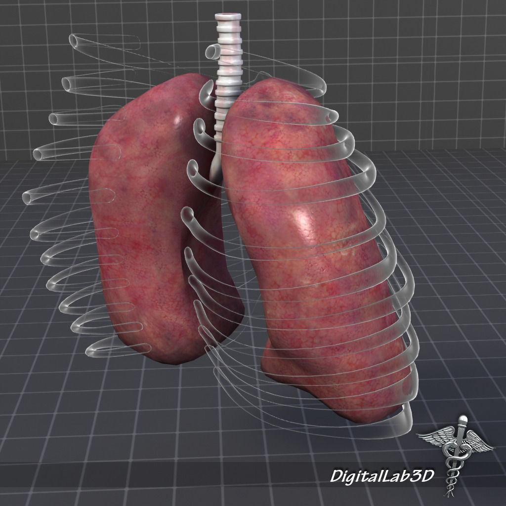Lungs External 3D model_3