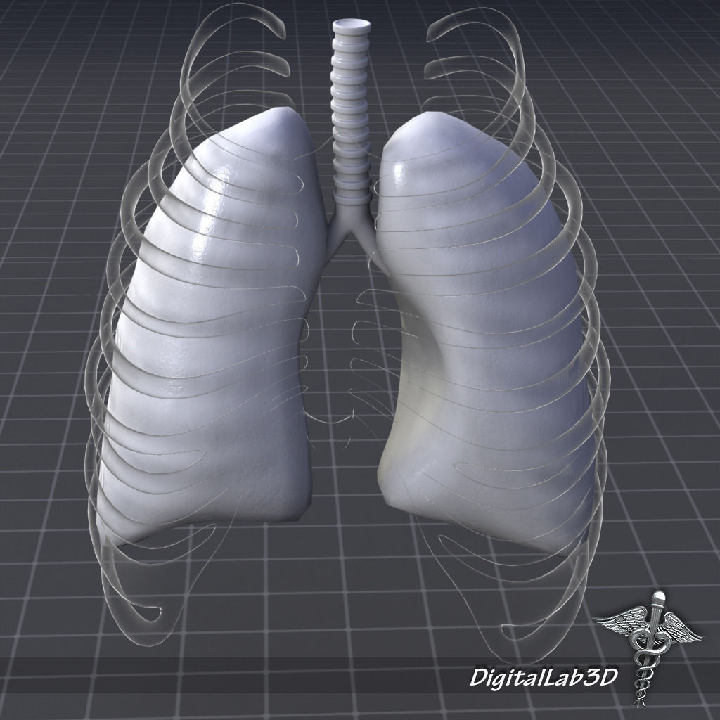 Lungs External 3D model_6