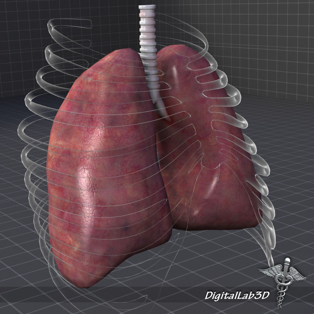 Lungs External 3D model_1