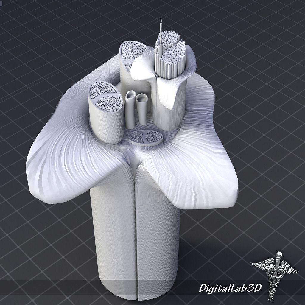 Nerve Anatomy 3D model_6