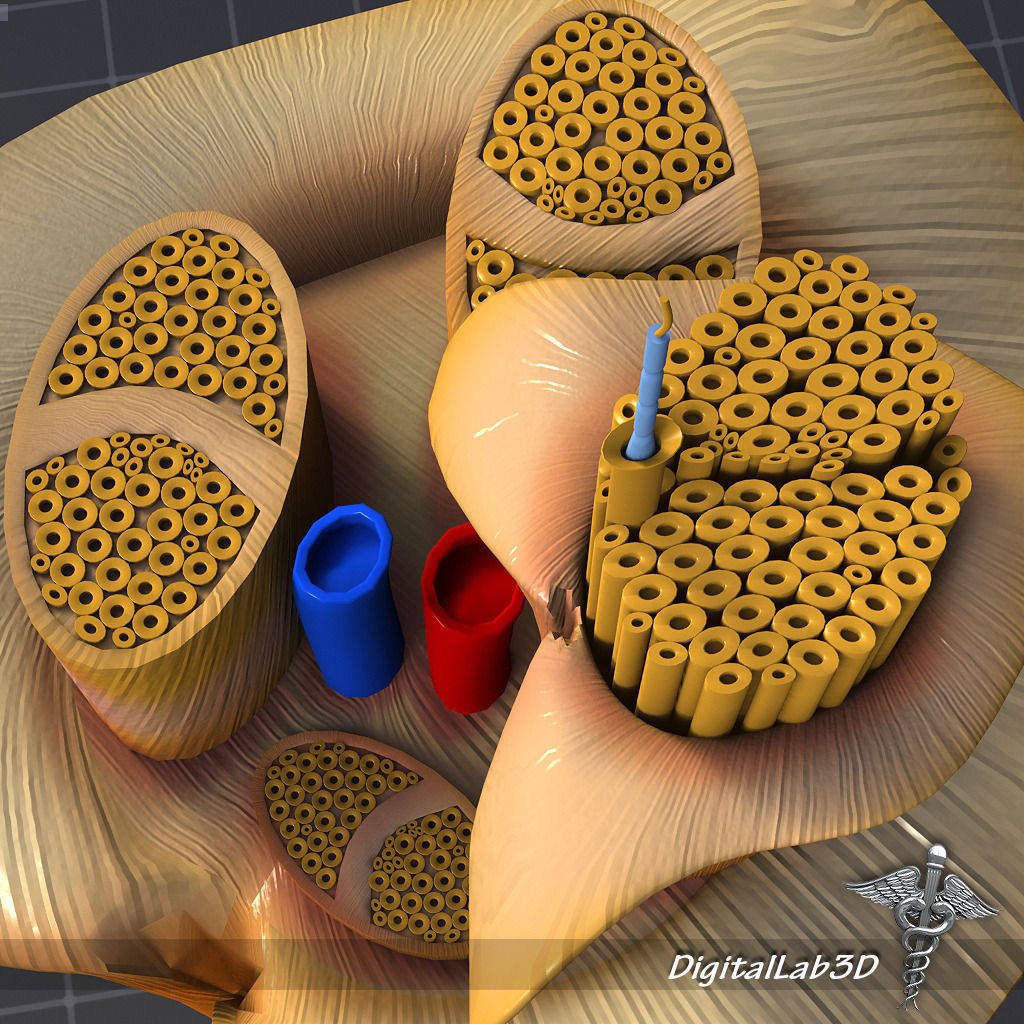 Nerve Anatomy 3D model_1
