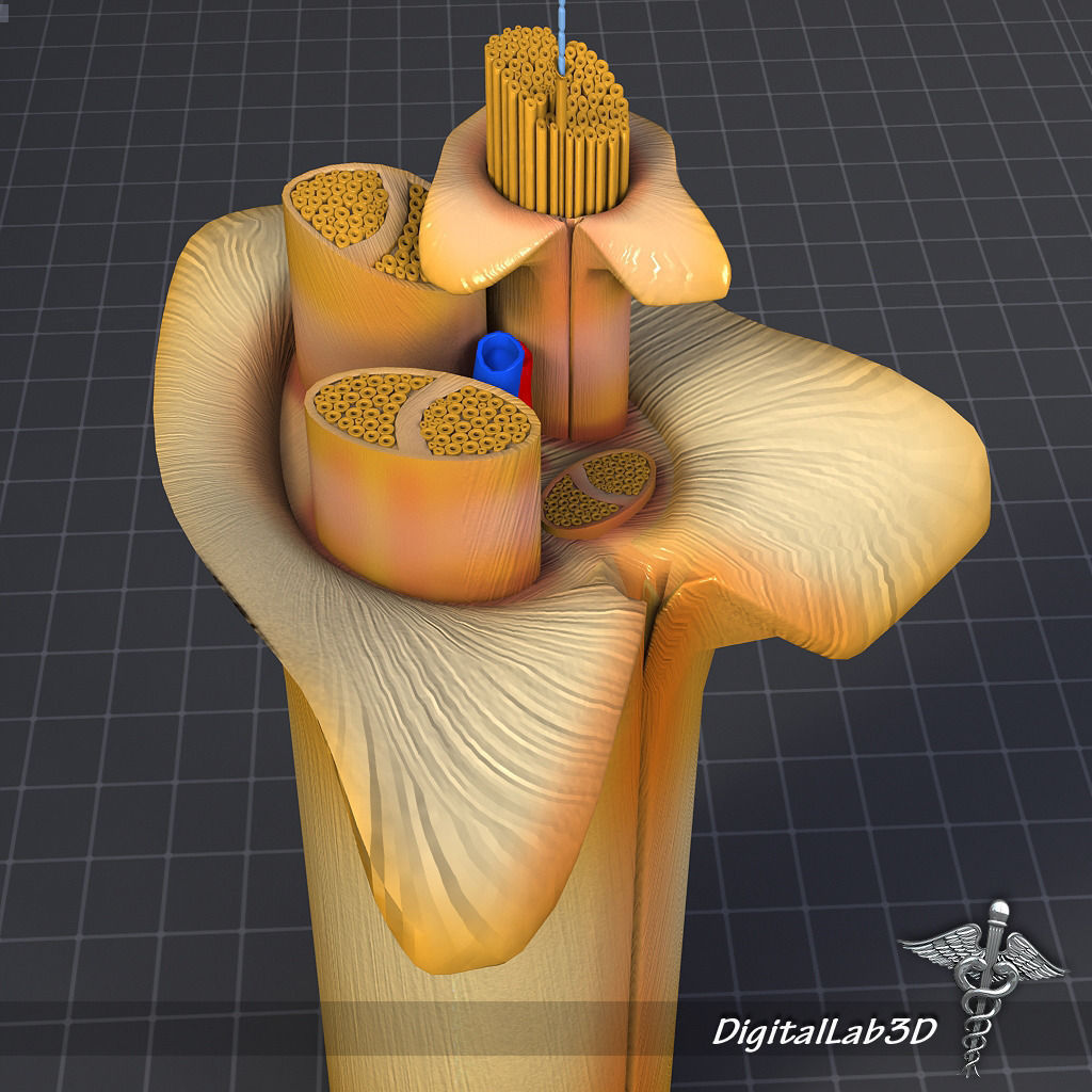 Nerve Anatomy 3D model_2