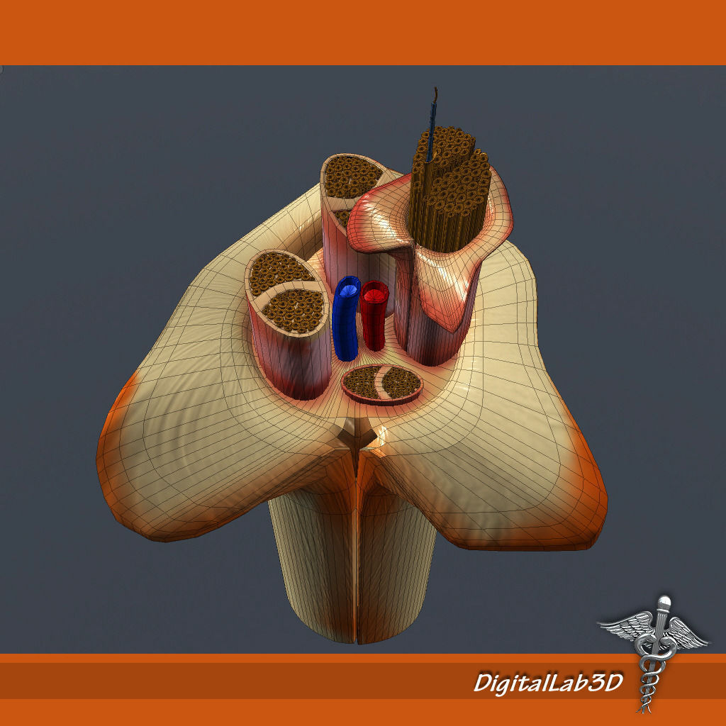 Nerve Anatomy 3D model_5