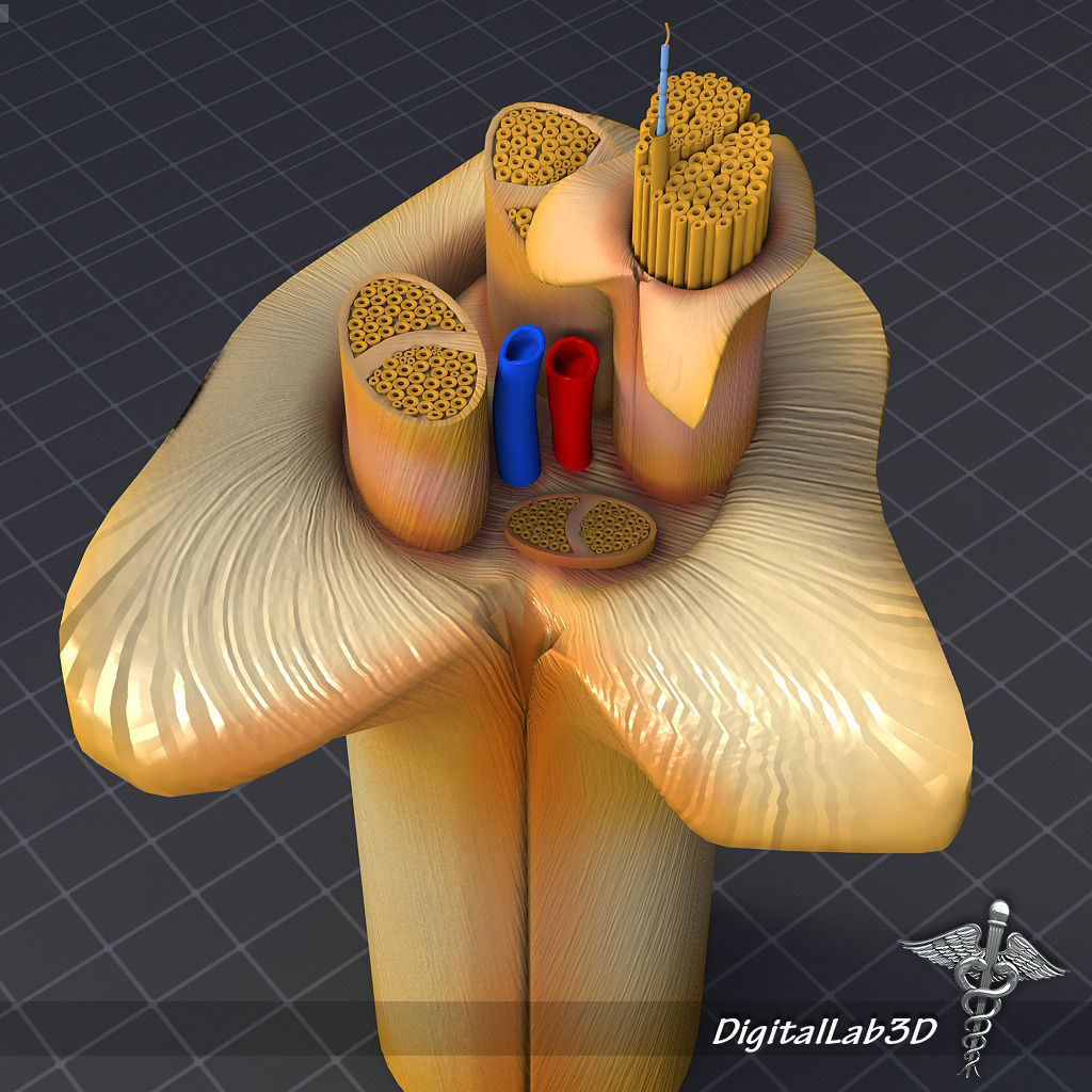 Nerve Anatomy 3D model_4