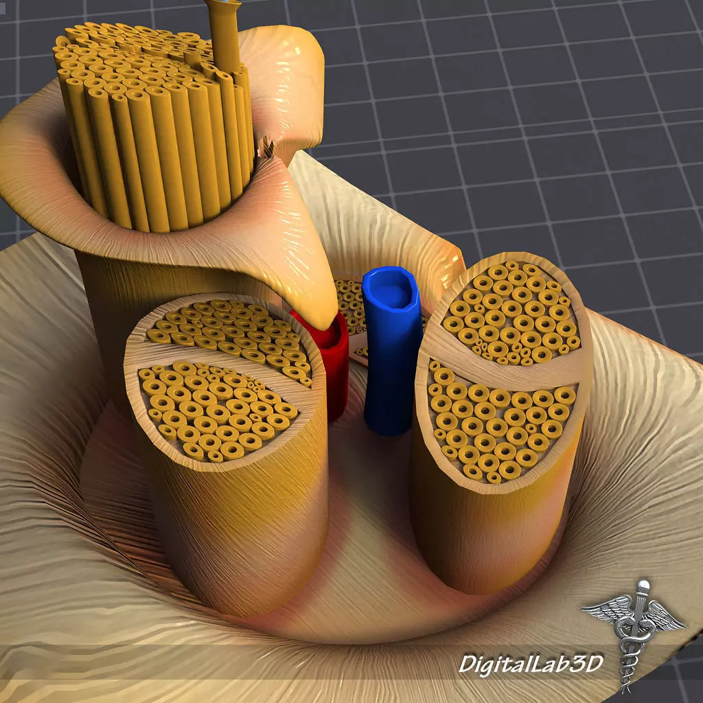 Nerve Anatomy 3D model_0