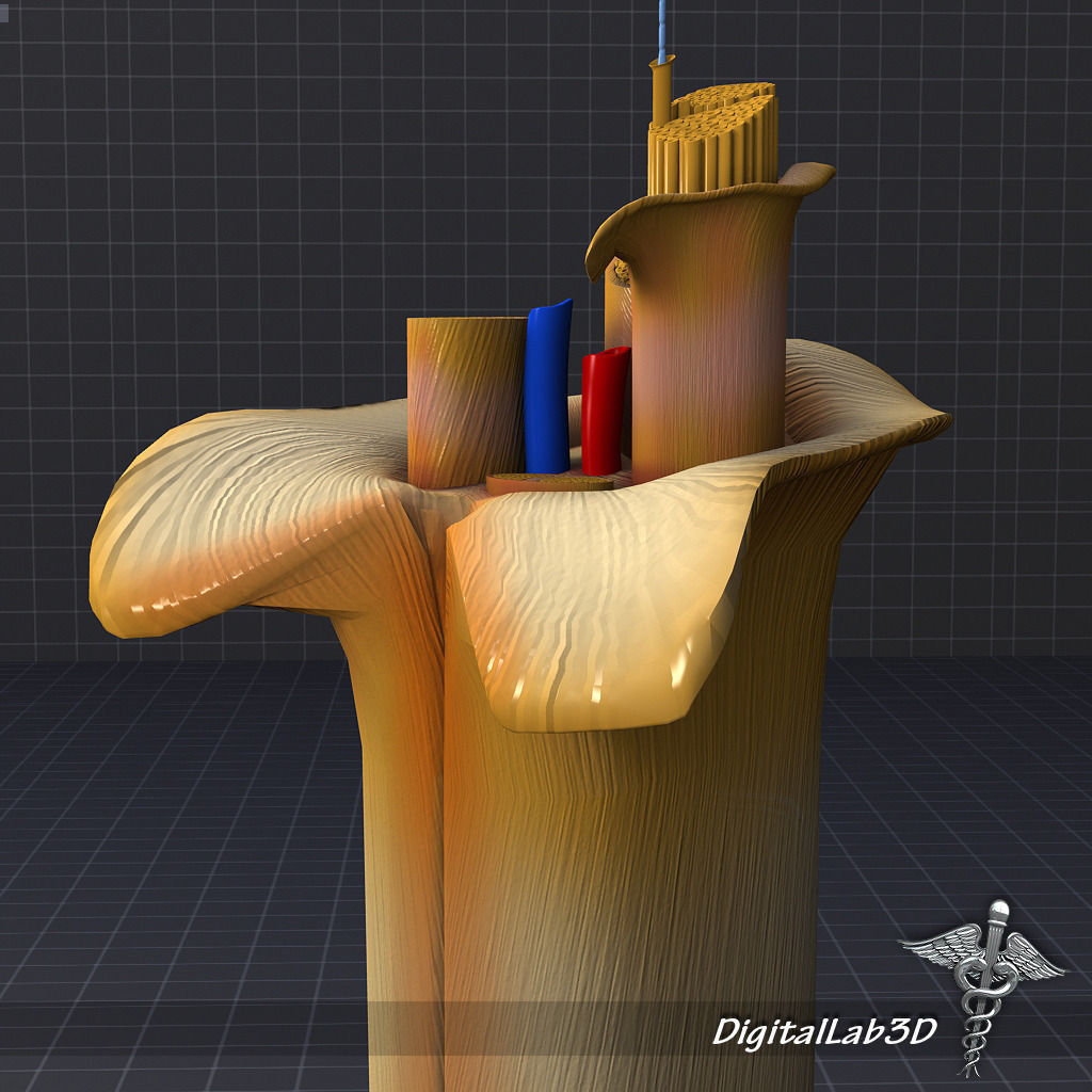 Nerve Anatomy 3D model_3