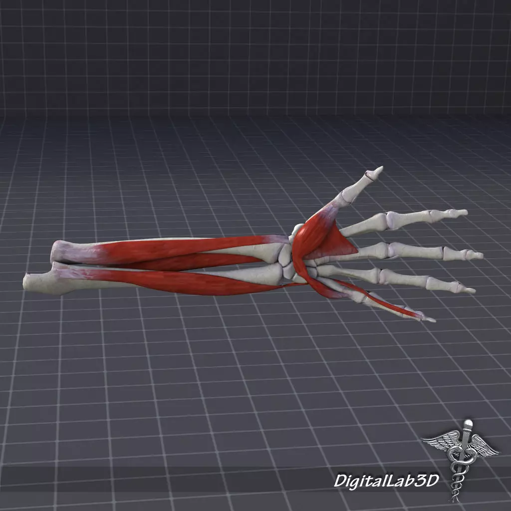 Human Forearm Bone and Muscle Structure 3D model_0