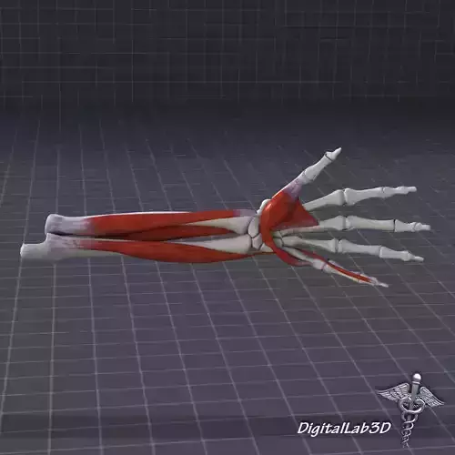 Human Forearm Bone and Muscle Structure 3D model