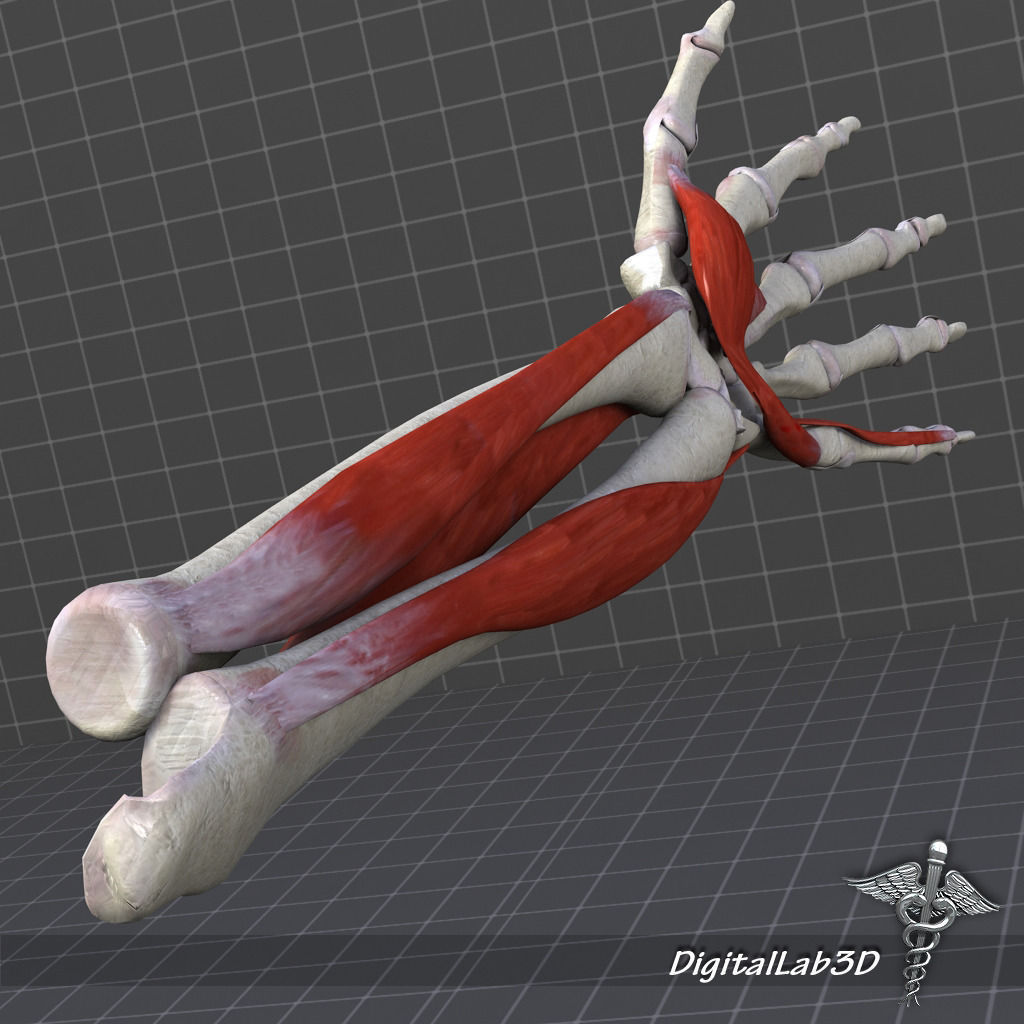 Human Forearm Bone and Muscle Structure 3D model_2