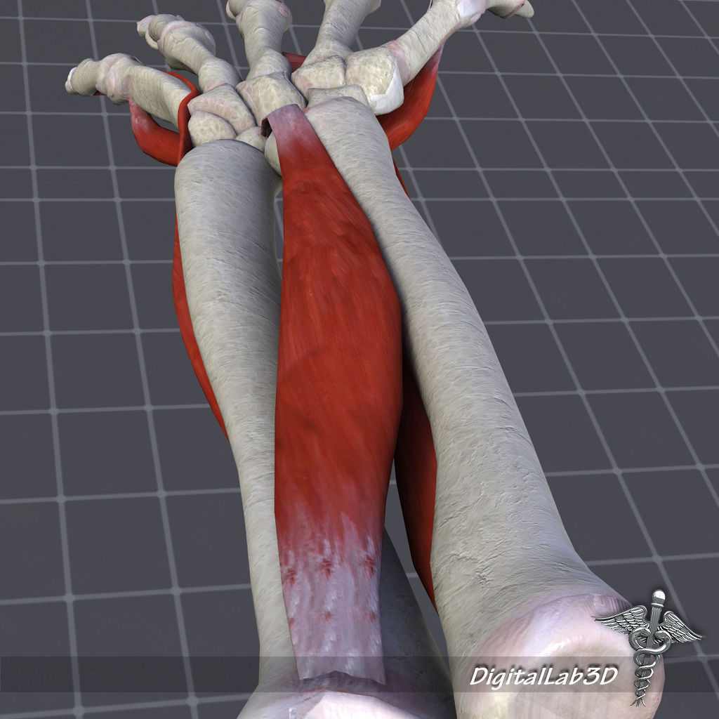 Human Forearm Bone and Muscle Structure 3D model_3