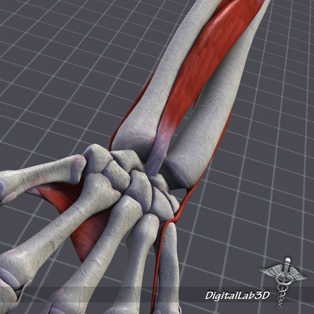 Human Forearm Bone and Muscle Structure 3D model_5