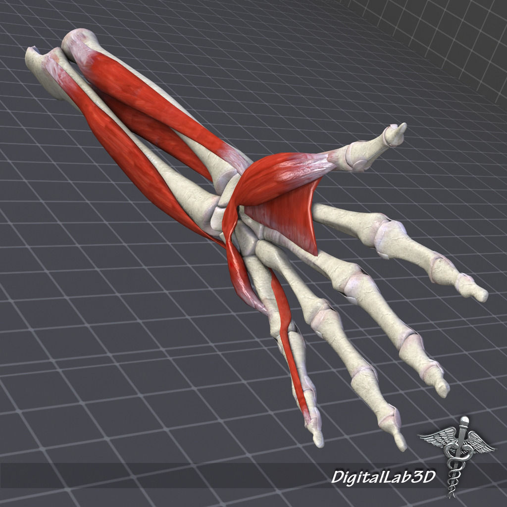 Human Forearm Bone and Muscle Structure 3D model_1