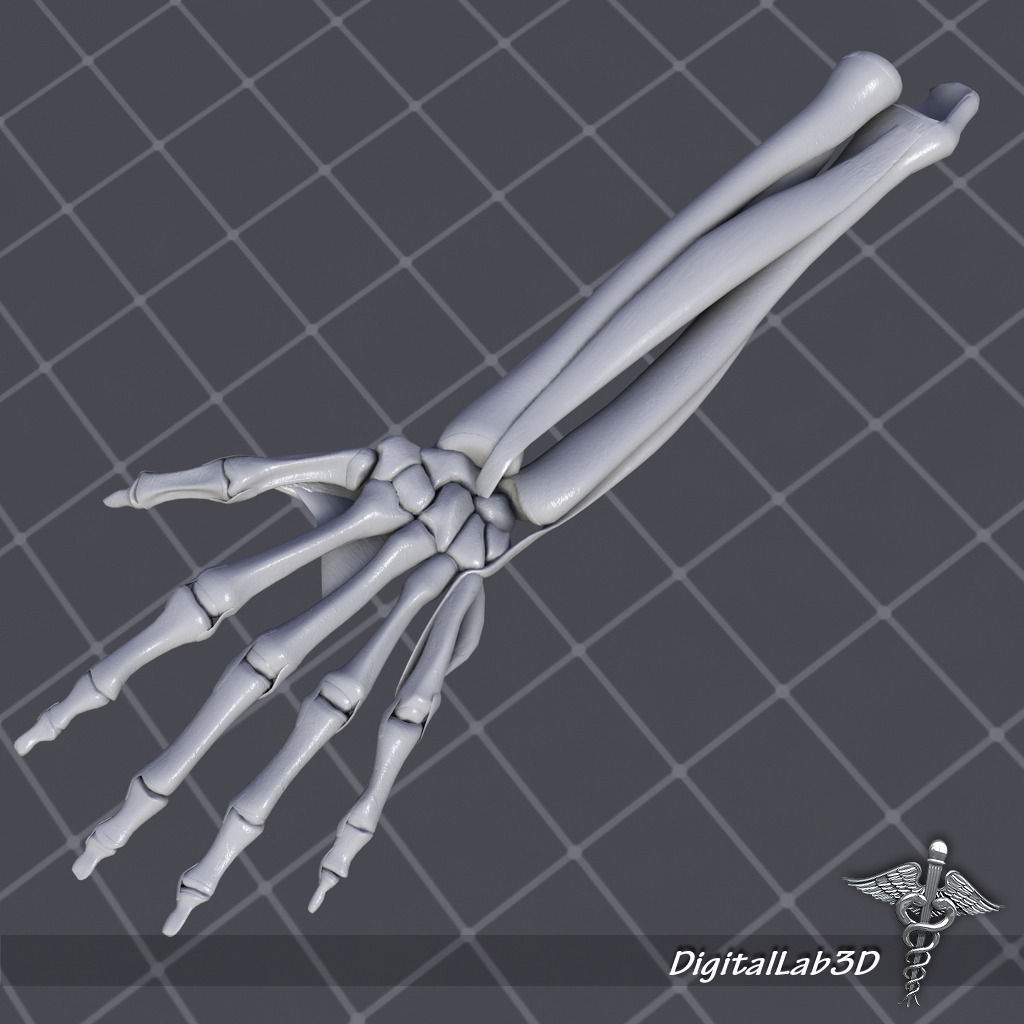 Human Forearm Bone and Muscle Structure 3D Model .max .obj .3ds .fbx ...