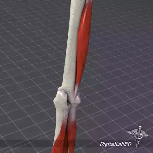 Human Elbow Bone and Muscle Structure 3D model