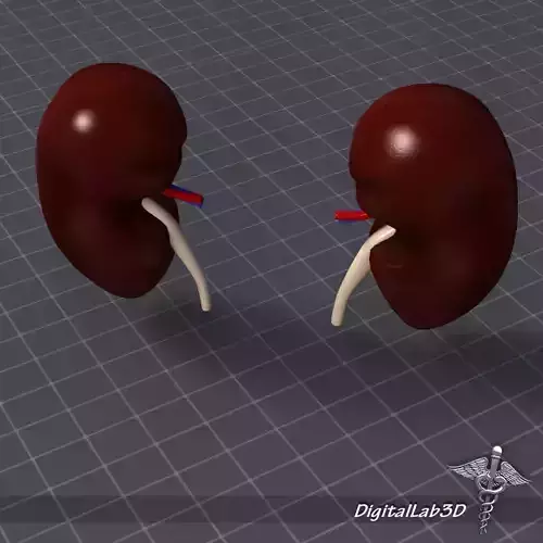 Kidney External 3D model