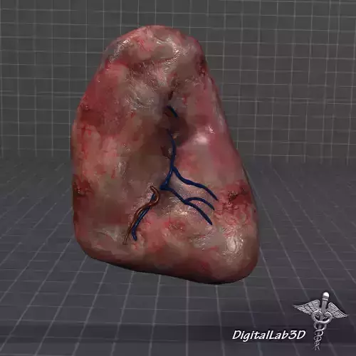 Spleen 1 human body with internal organs 3D model