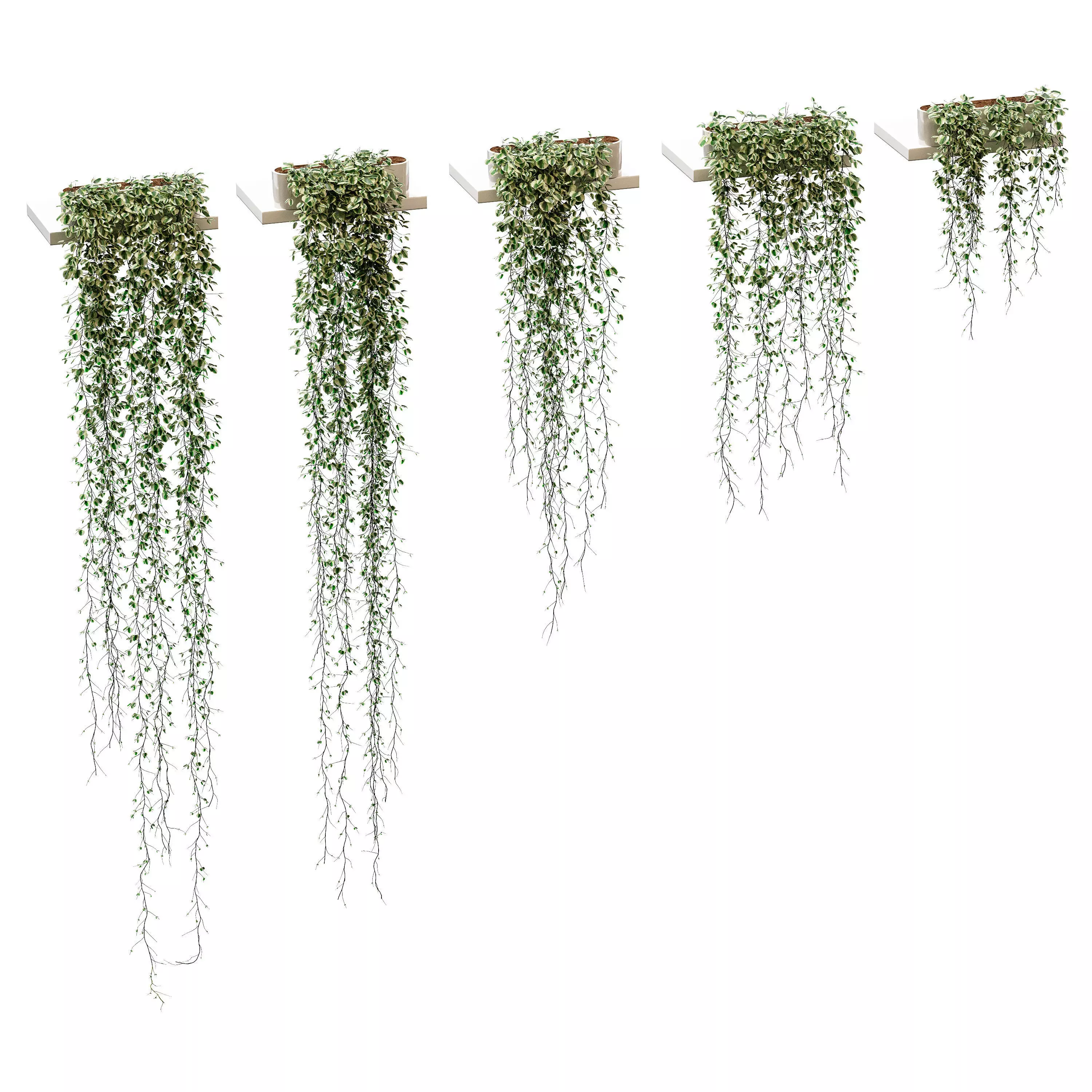Hanging plants for shelves Vinca major - 5 models 3D model_0