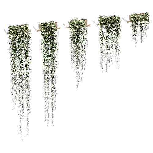 Hanging plants for shelves Vinca major - 5 models 3D model