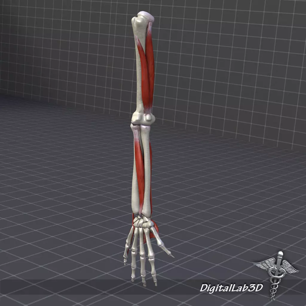 Human Arm Bone and Muscle Structure 3D model
