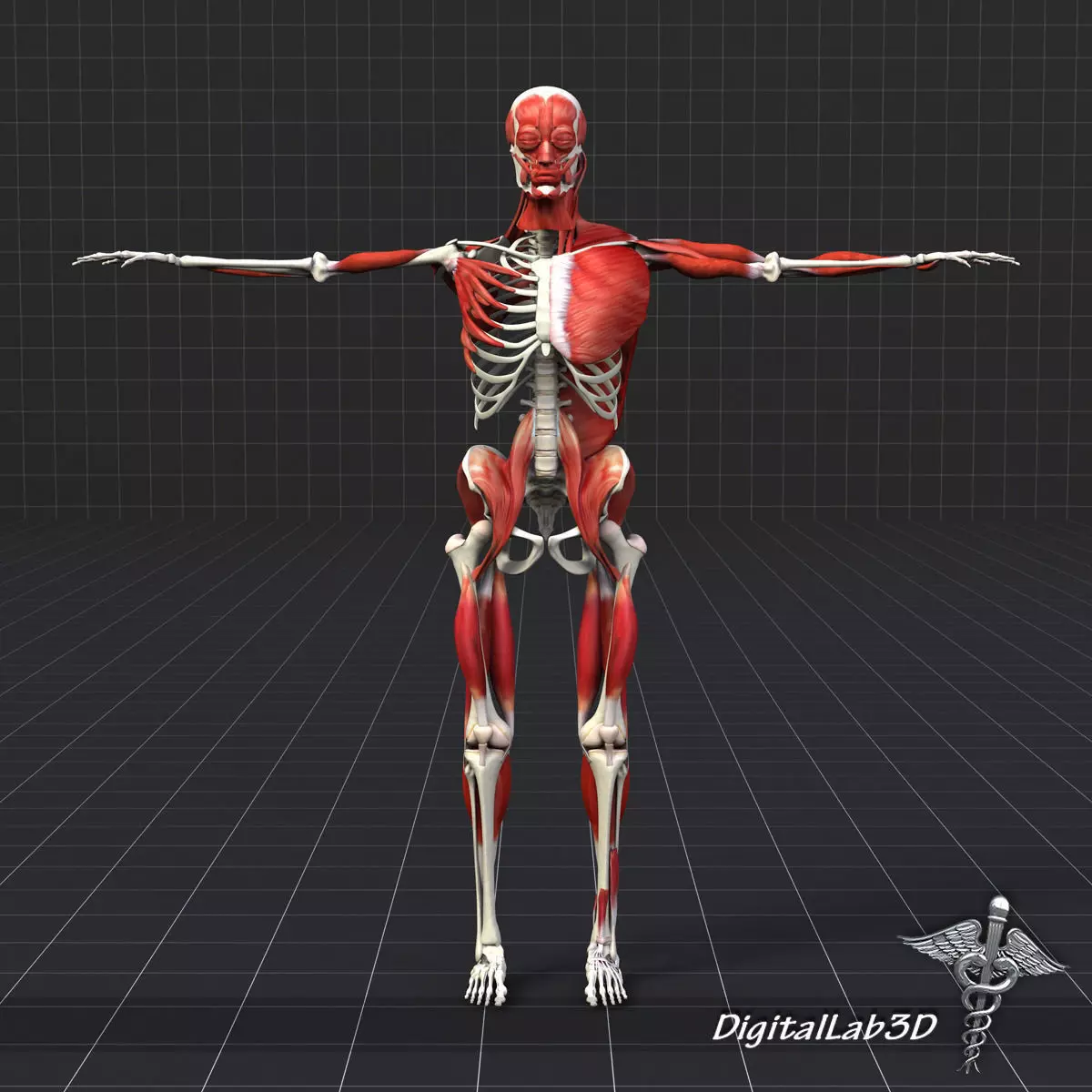 Human Muscle And Bone Structure 3D model_0