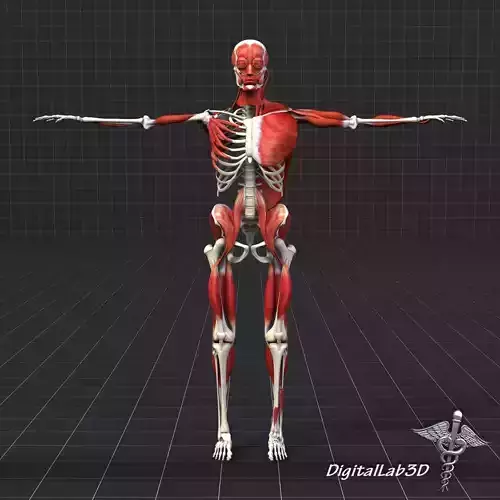 Human Muscle And Bone Structure 3D model