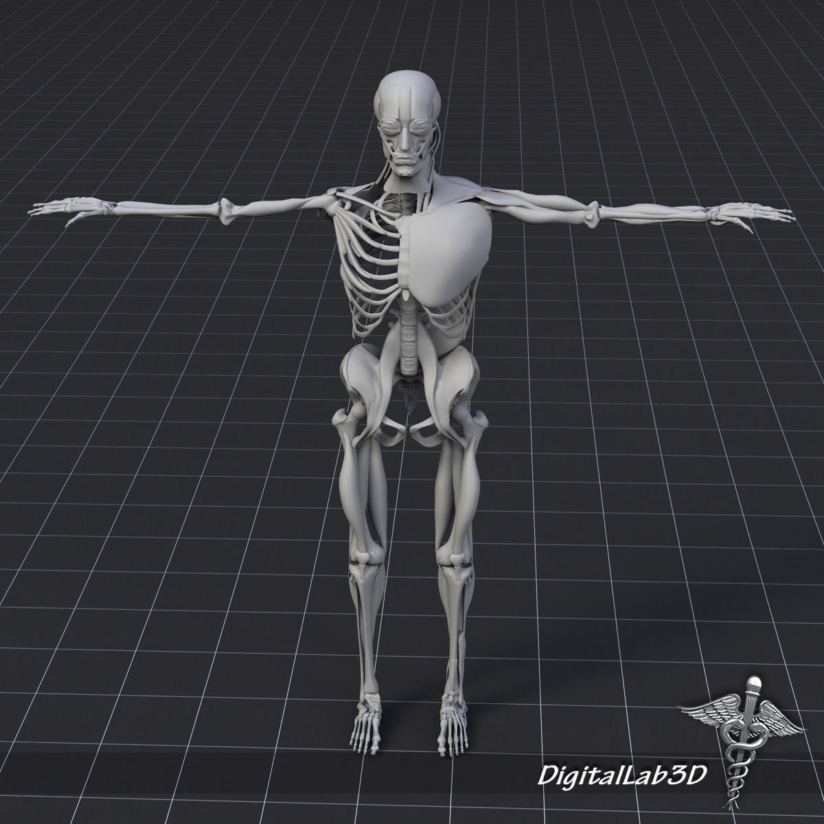 Human Muscle And Bone Structure 3D model_8