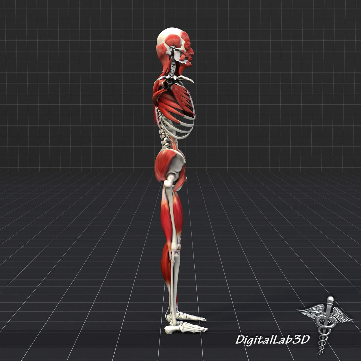 Human Muscle And Bone Structure 3D model_3