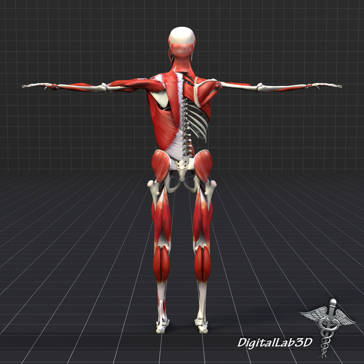 Human Muscle And Bone Structure 3D model_5