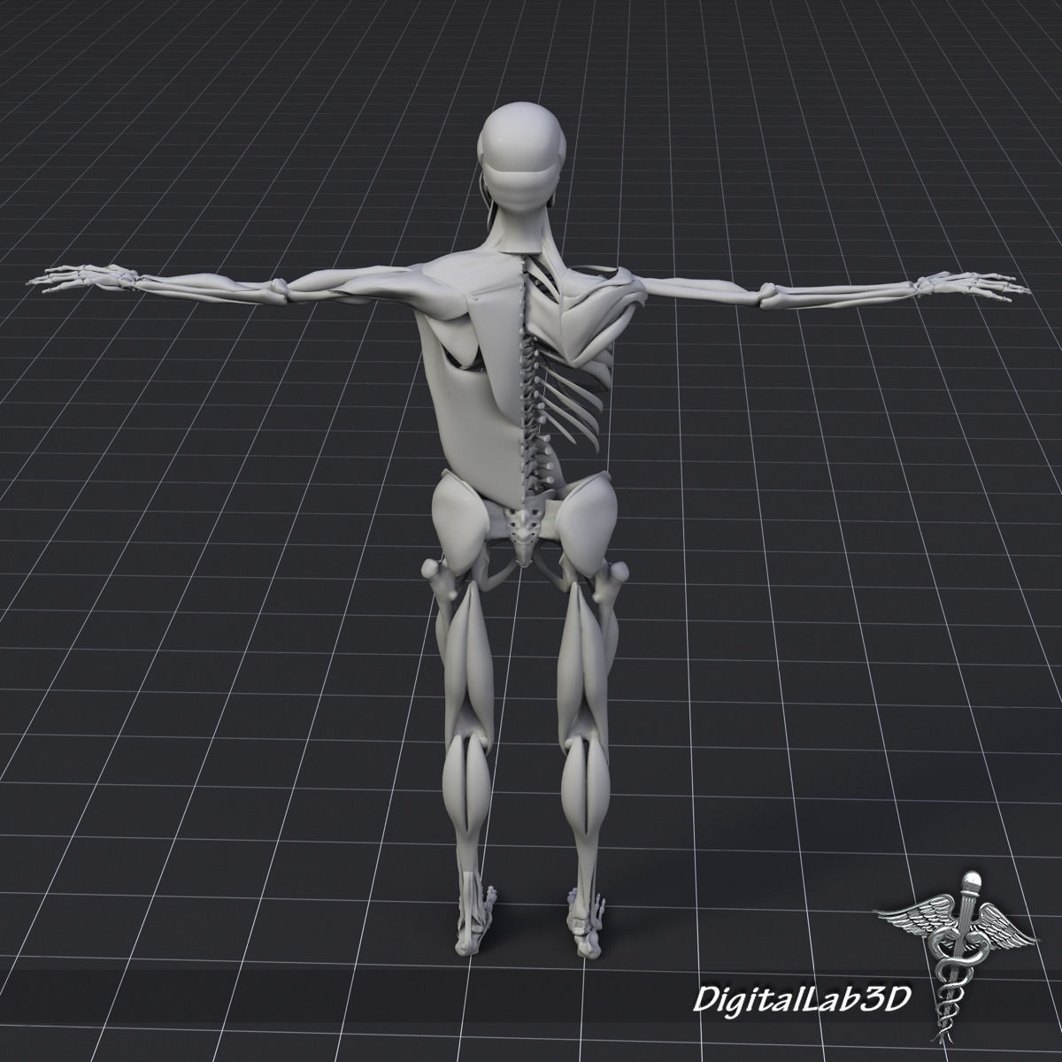 Human Muscle And Bone Structure 3D model_9