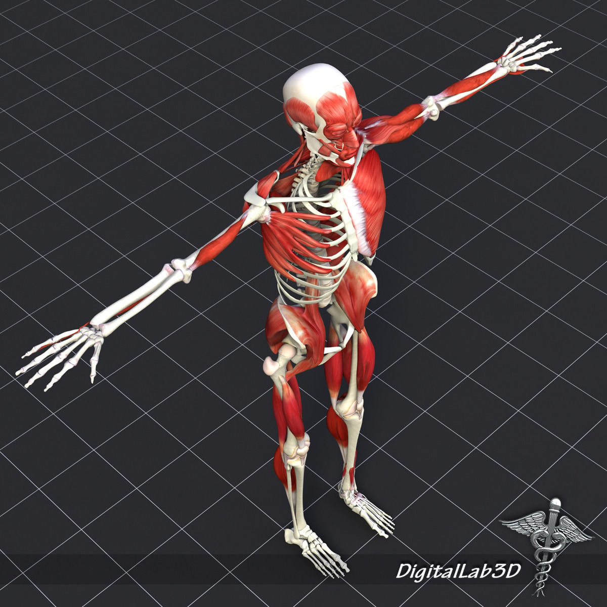Human Muscle And Bone Structure 3D model_7