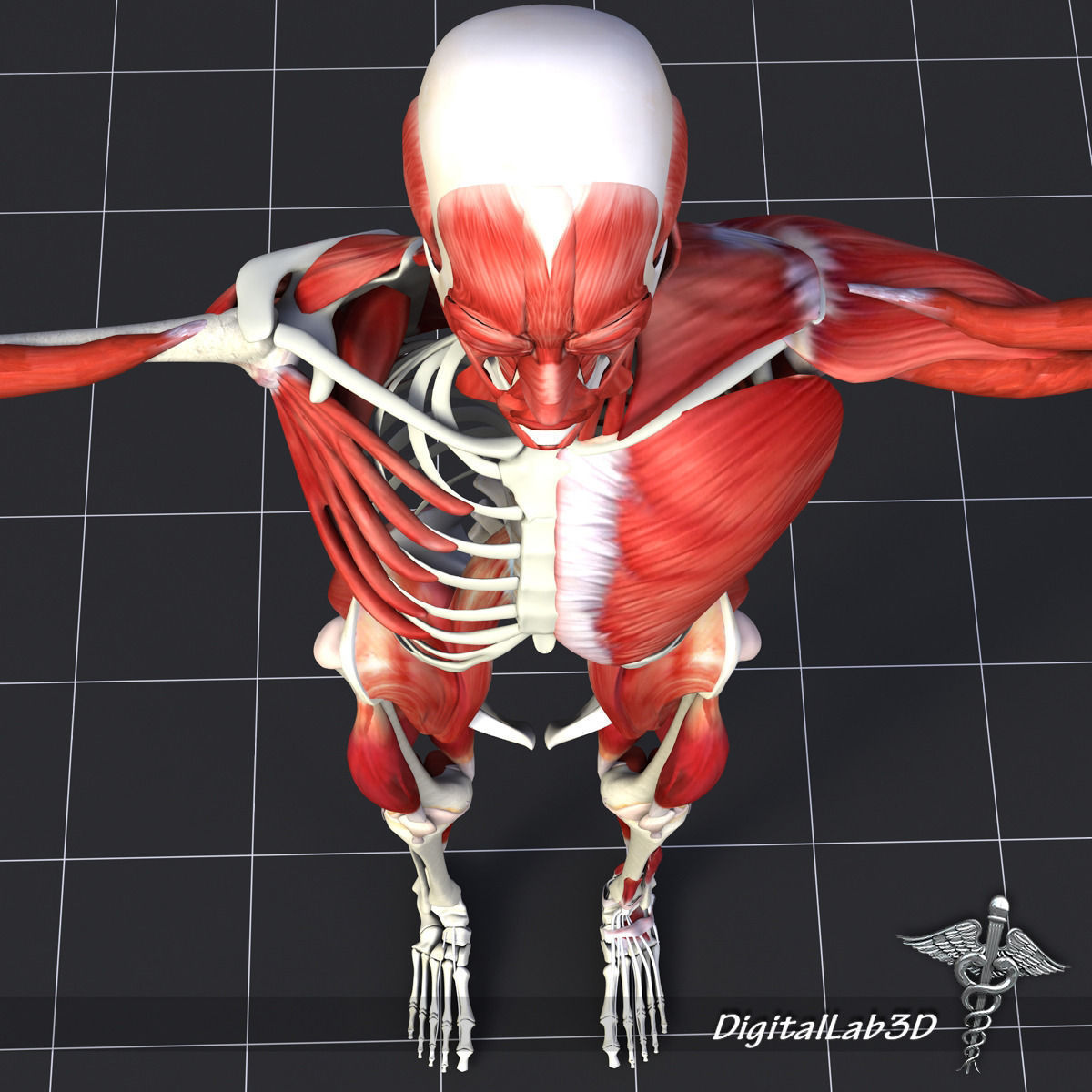 Human Muscle And Bone Structure 3D model_2